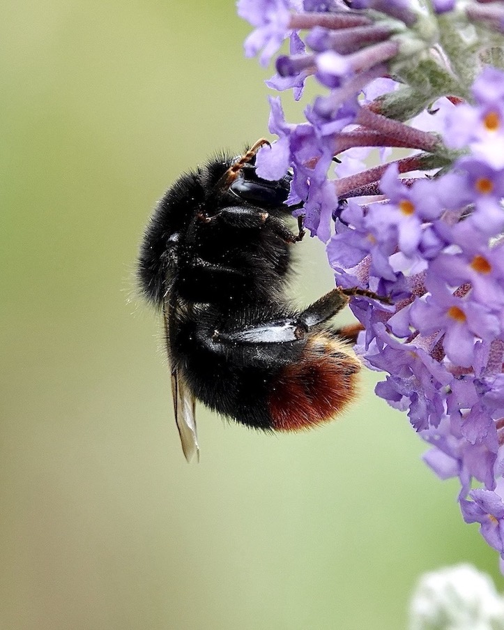 bumblebee